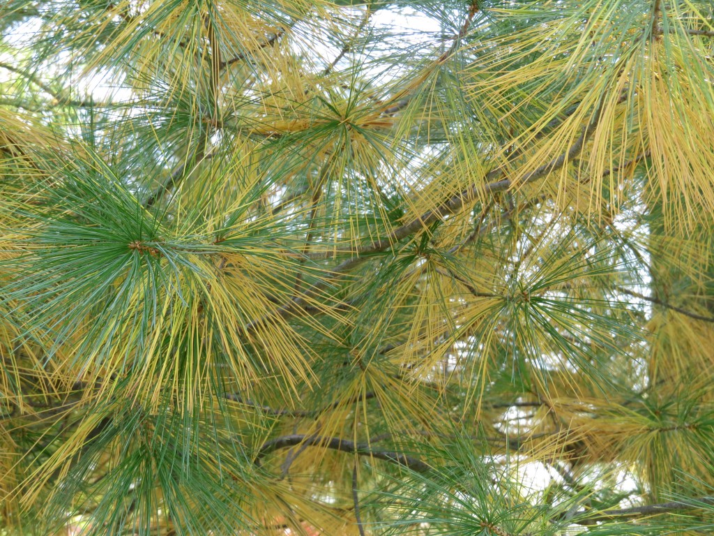 Why Pine Needles Turning Yellow at Shauna Rittenhouse blog