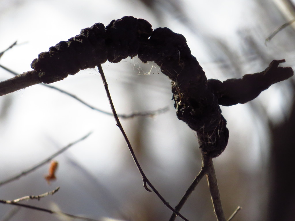 Black knot fungus - NorthStarNature