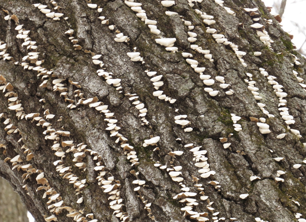 Fungus On Oak Tree Northstarnature